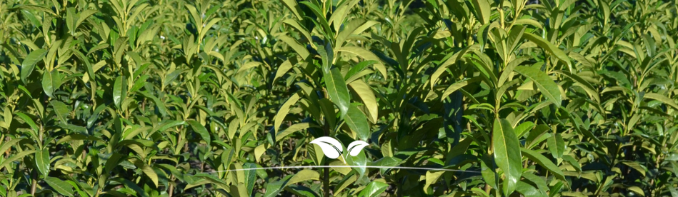 Prunus Genolia kopen | Gardline